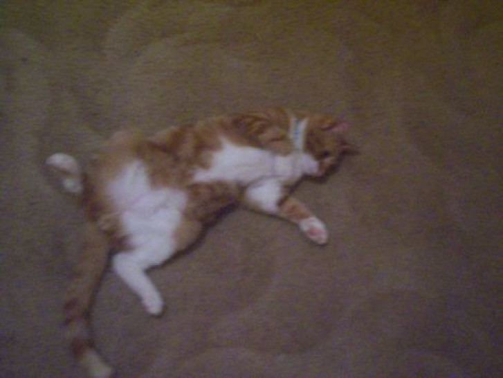 Picture of a cat / kitten / feline