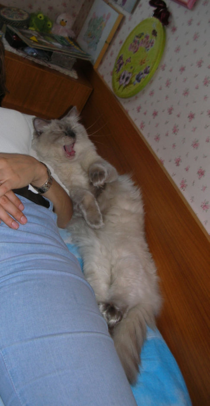 Picture of a cat / kitten / feline