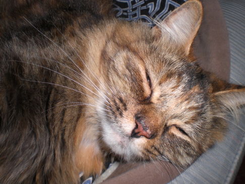 Picture of a cat / kitten / feline