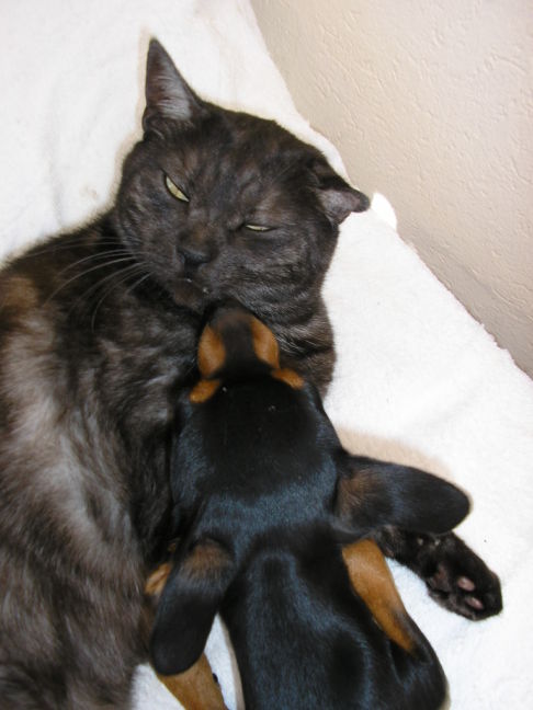 Picture of a cat / kitten / feline