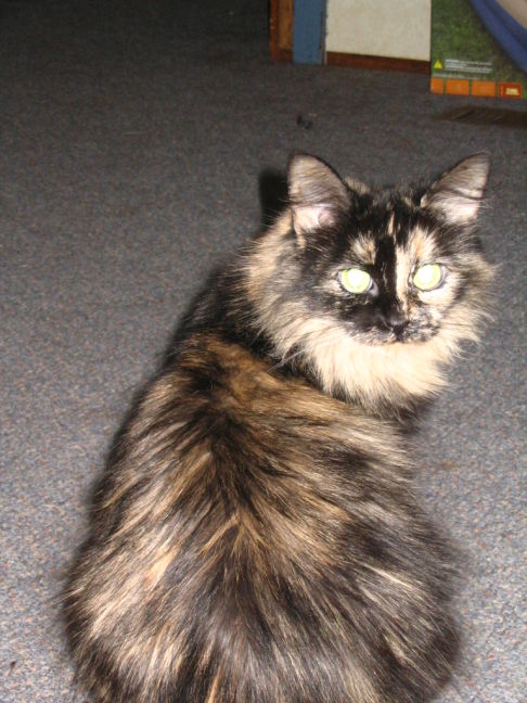 Picture of a cat / kitten / feline