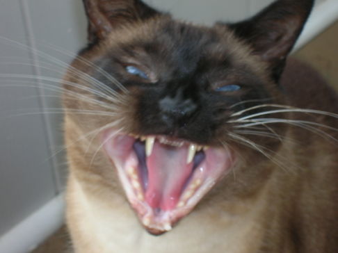 Picture of a cat / kitten / feline