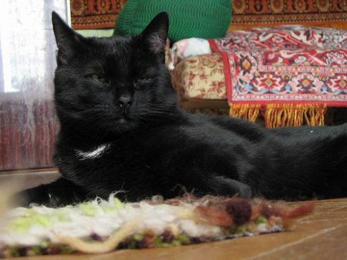 Picture of a cat / kitten / feline