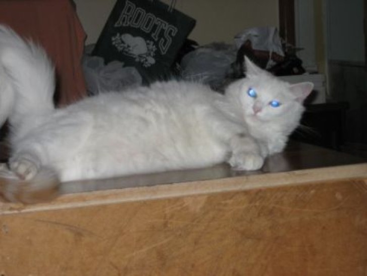 Picture of a cat / kitten / feline