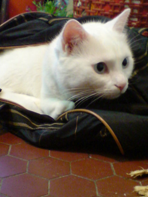 Picture of a cat / kitten / feline