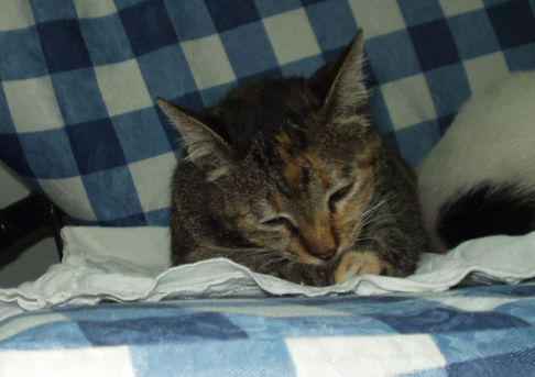 Picture of a cat / kitten / feline