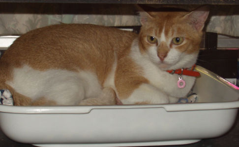 Picture of a cat / kitten / feline