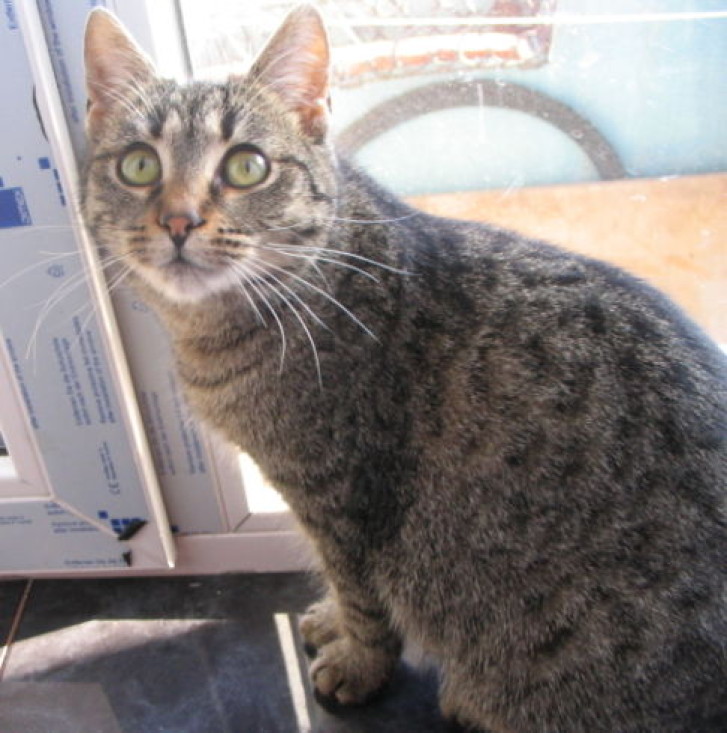 Picture of a cat / kitten / feline