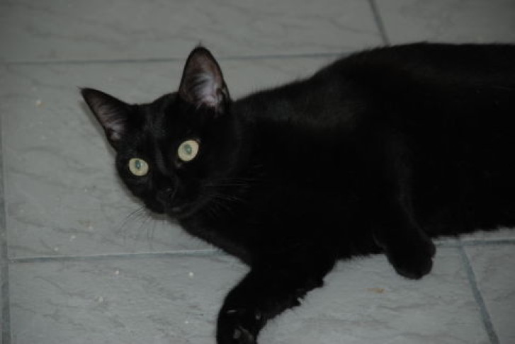 Picture of a cat / kitten / feline