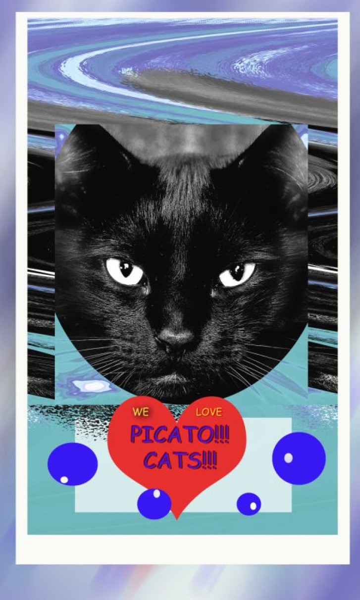 Picture of a cat / kitten / feline