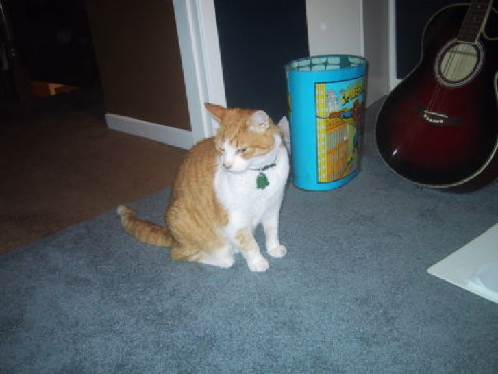 Picture of a cat / kitten / feline