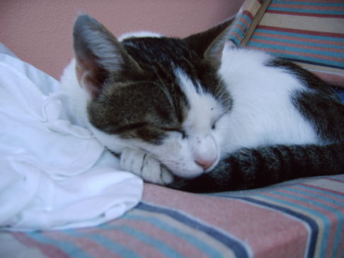 Picture of a cat / kitten / feline