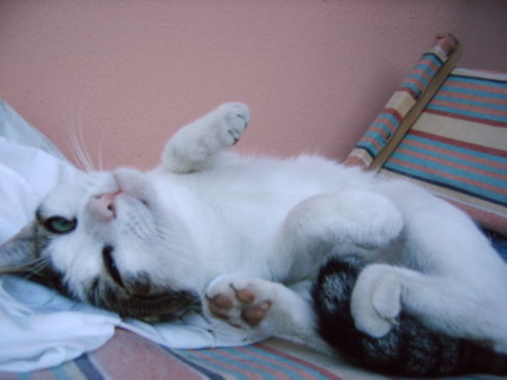 Picture of a cat / kitten / feline