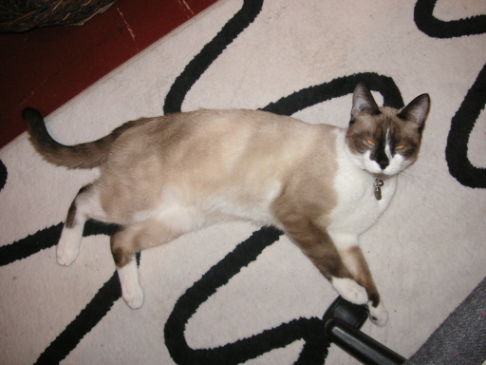 Picture of a cat / kitten / feline