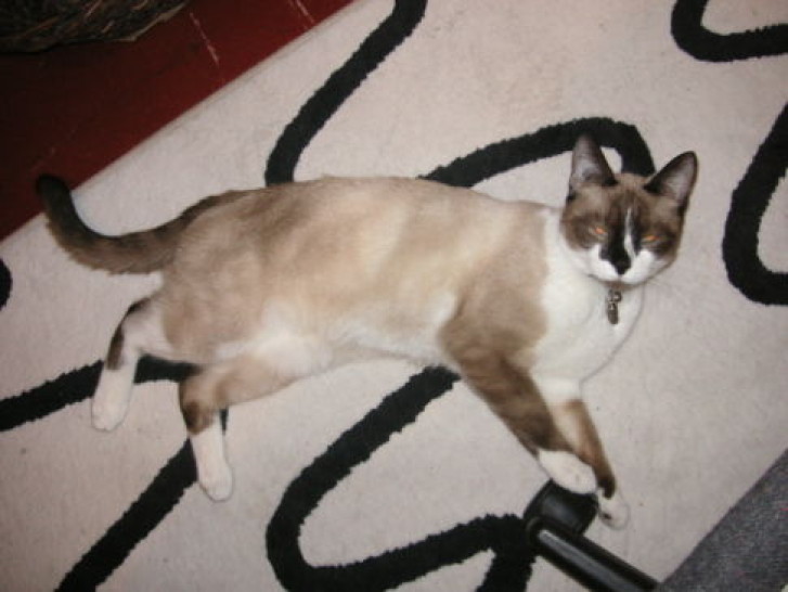 Picture of a cat / kitten / feline