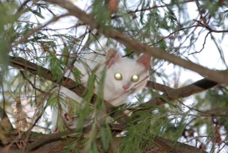 Picture of a cat / kitten / feline