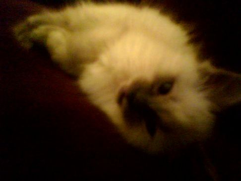 Picture of a cat / kitten / feline