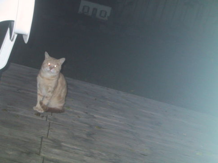 Picture of a cat / kitten / feline