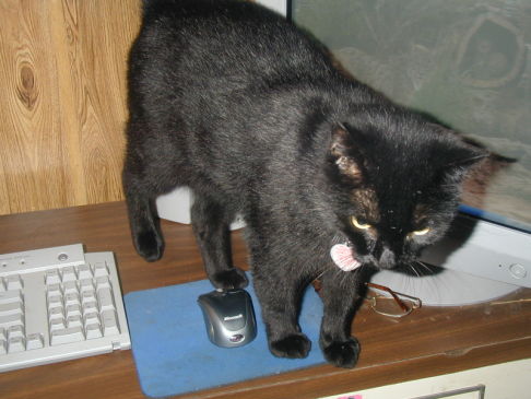 Picture of a cat / kitten / feline