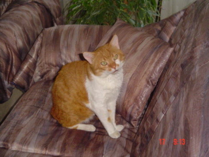 Picture of a cat / kitten / feline