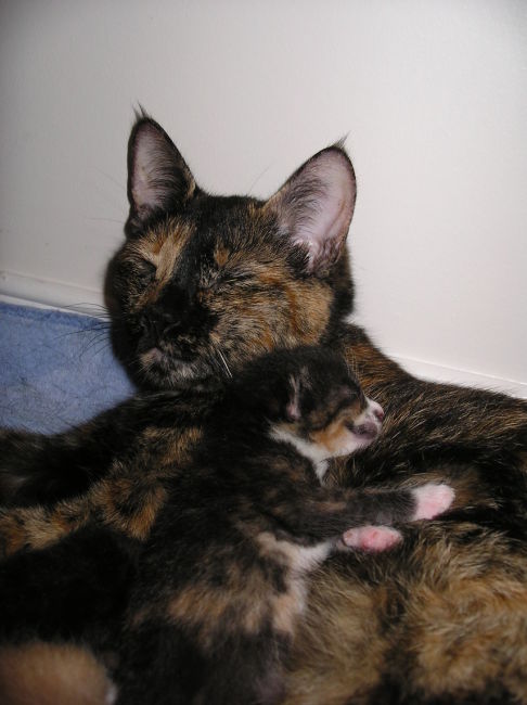 Picture of a cat / kitten / feline