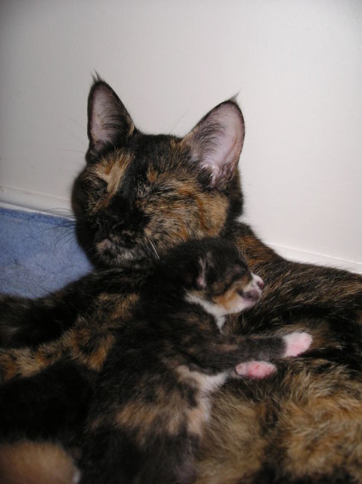 Picture of a cat / kitten / feline