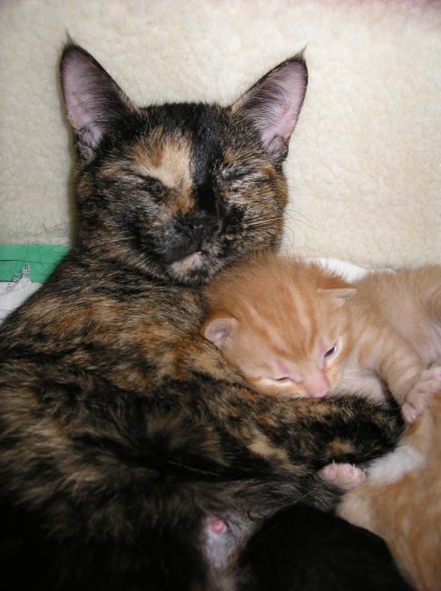 Picture of a cat / kitten / feline