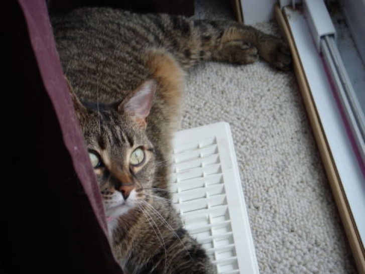 Picture of a cat / kitten / feline