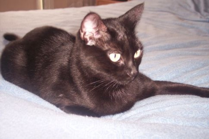 Picture of a cat / kitten / feline