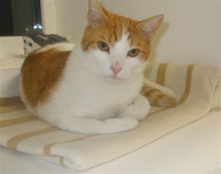 Picture of a cat / kitten / feline