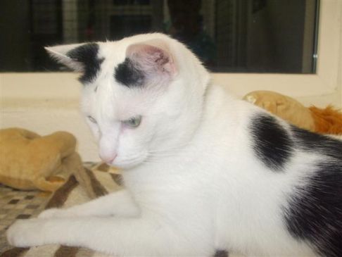 Picture of a cat / kitten / feline