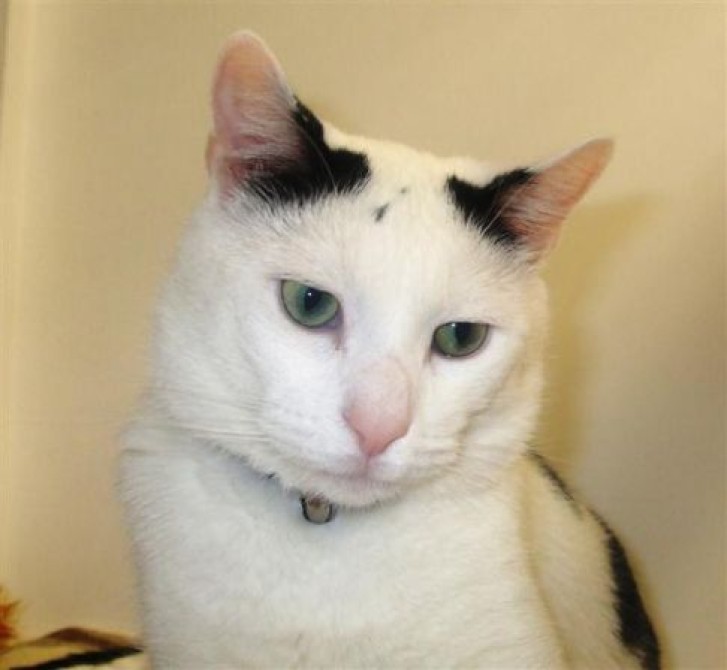 Picture of a cat / kitten / feline