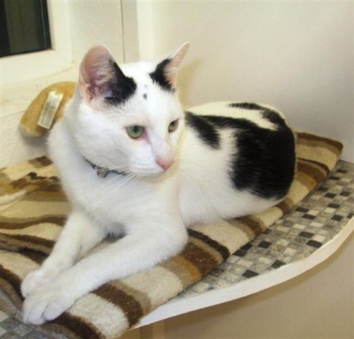 Picture of a cat / kitten / feline