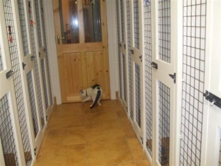 Picture of a cat / kitten / feline