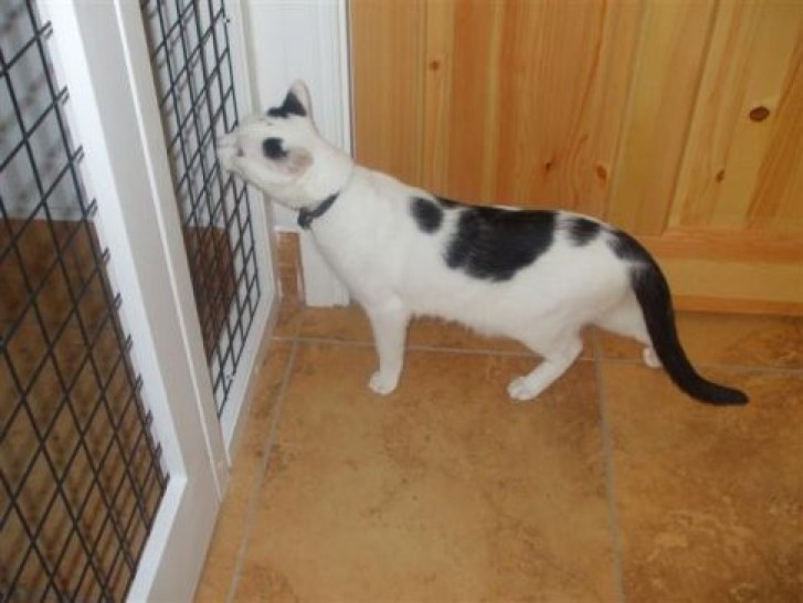 Picture of a cat / kitten / feline