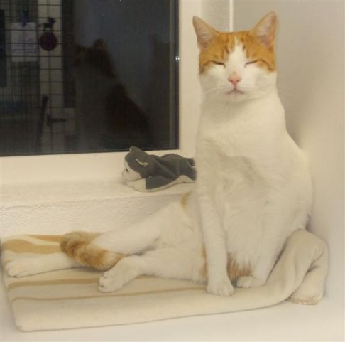 Picture of a cat / kitten / feline