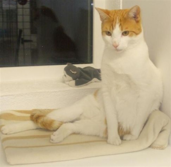 Picture of a cat / kitten / feline