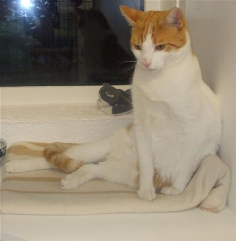 Picture of a cat / kitten / feline