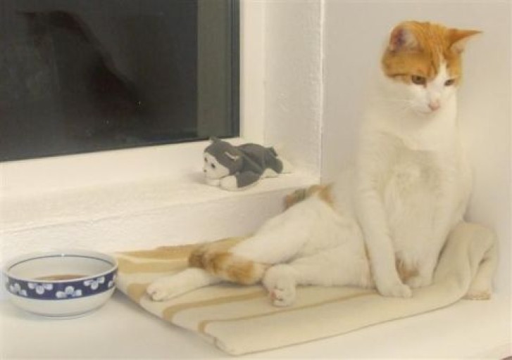 Picture of a cat / kitten / feline