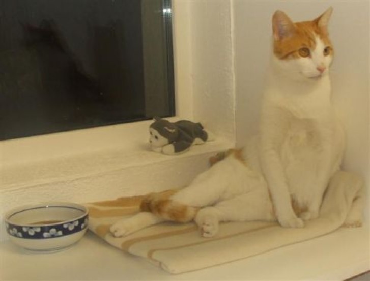 Picture of a cat / kitten / feline