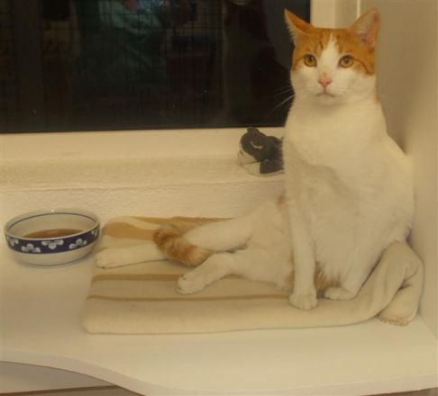 Picture of a cat / kitten / feline