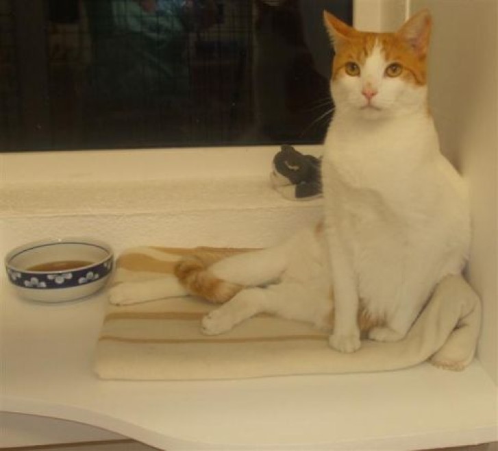 Picture of a cat / kitten / feline