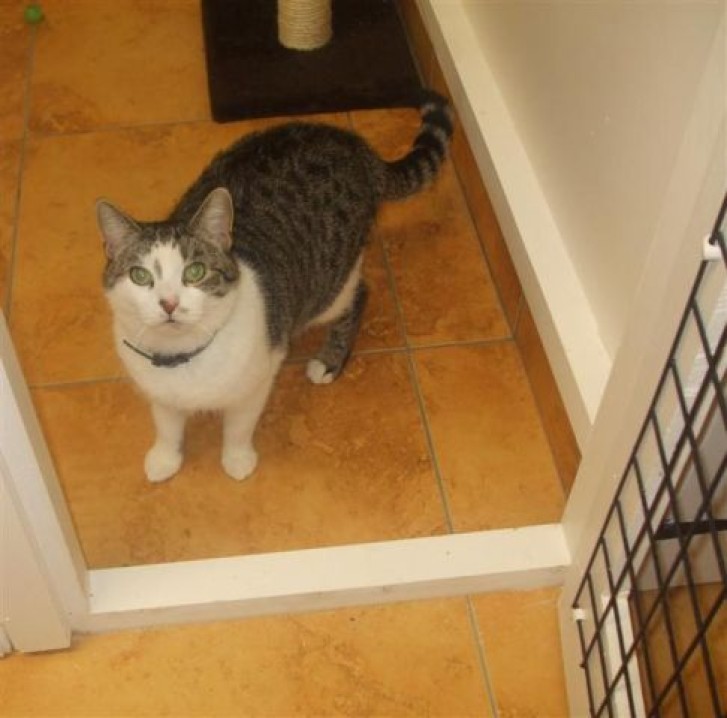 Picture of a cat / kitten / feline