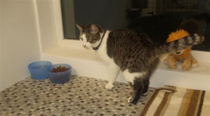 Picture of a cat / kitten / feline