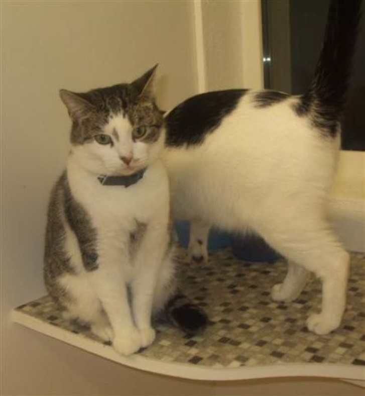 Picture of a cat / kitten / feline