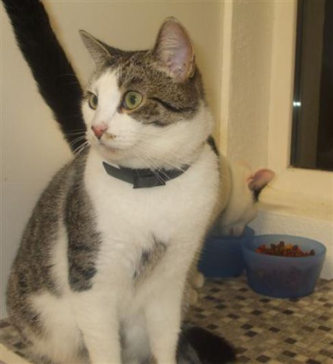 Picture of a cat / kitten / feline