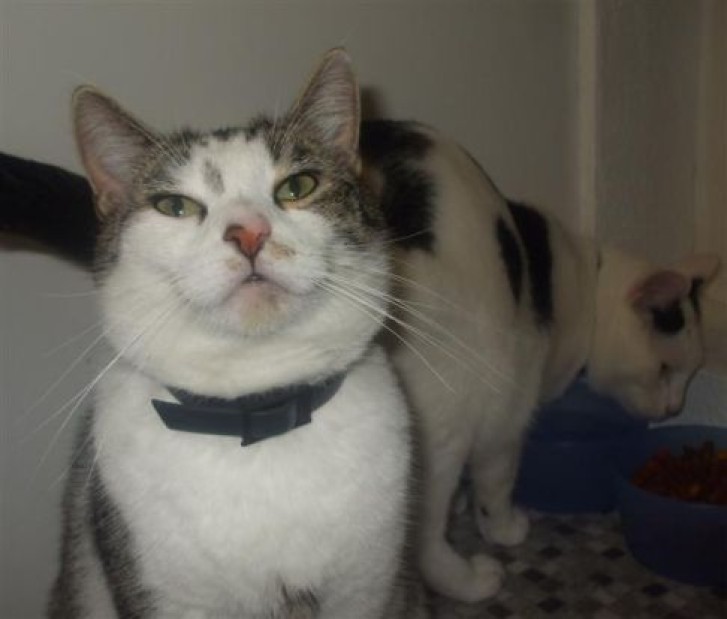 Picture of a cat / kitten / feline