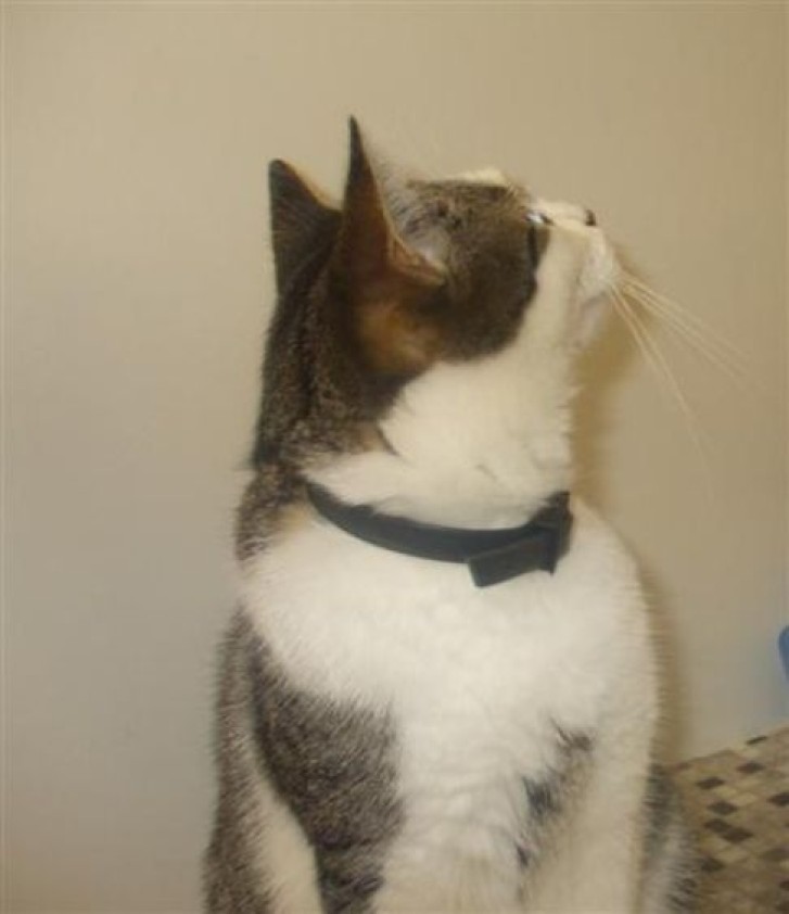 Picture of a cat / kitten / feline