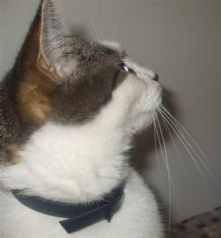 Picture of a cat / kitten / feline