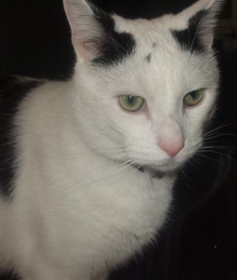 Picture of a cat / kitten / feline